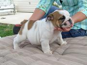 English bulldog puppies available to any interested home